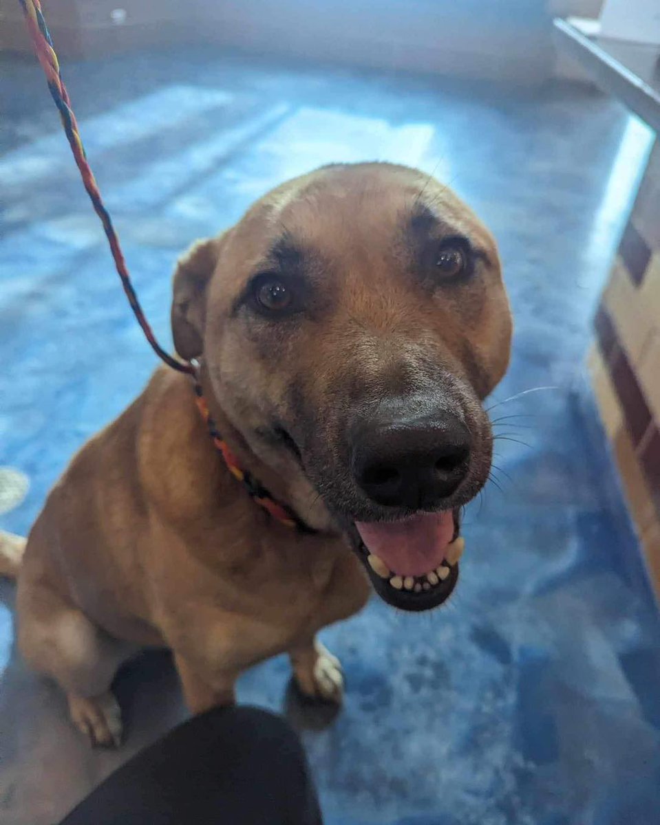 MIAnimalAdopt's tweet photo. Dog needs an emergency foster! She's an absolute lover, but sadly is heartworm+. We will cover the cost of her food &amp; vet expenses, but need the right home to take her in NOW. She is around 8 yrs old &amp; has lived most of her life on a chain. Contact miaan@att.net. #MetroDetroit https://t.co/zF5KQjFbqG