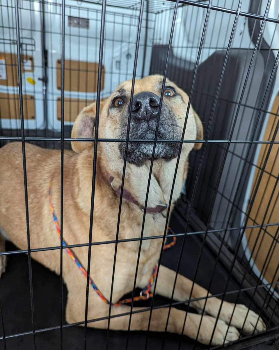 MIAnimalAdopt's tweet photo. Dog needs an emergency foster! She's an absolute lover, but sadly is heartworm+. We will cover the cost of her food &amp; vet expenses, but need the right home to take her in NOW. She is around 8 yrs old &amp; has lived most of her life on a chain. Contact miaan@att.net. #MetroDetroit https://t.co/zF5KQjFbqG