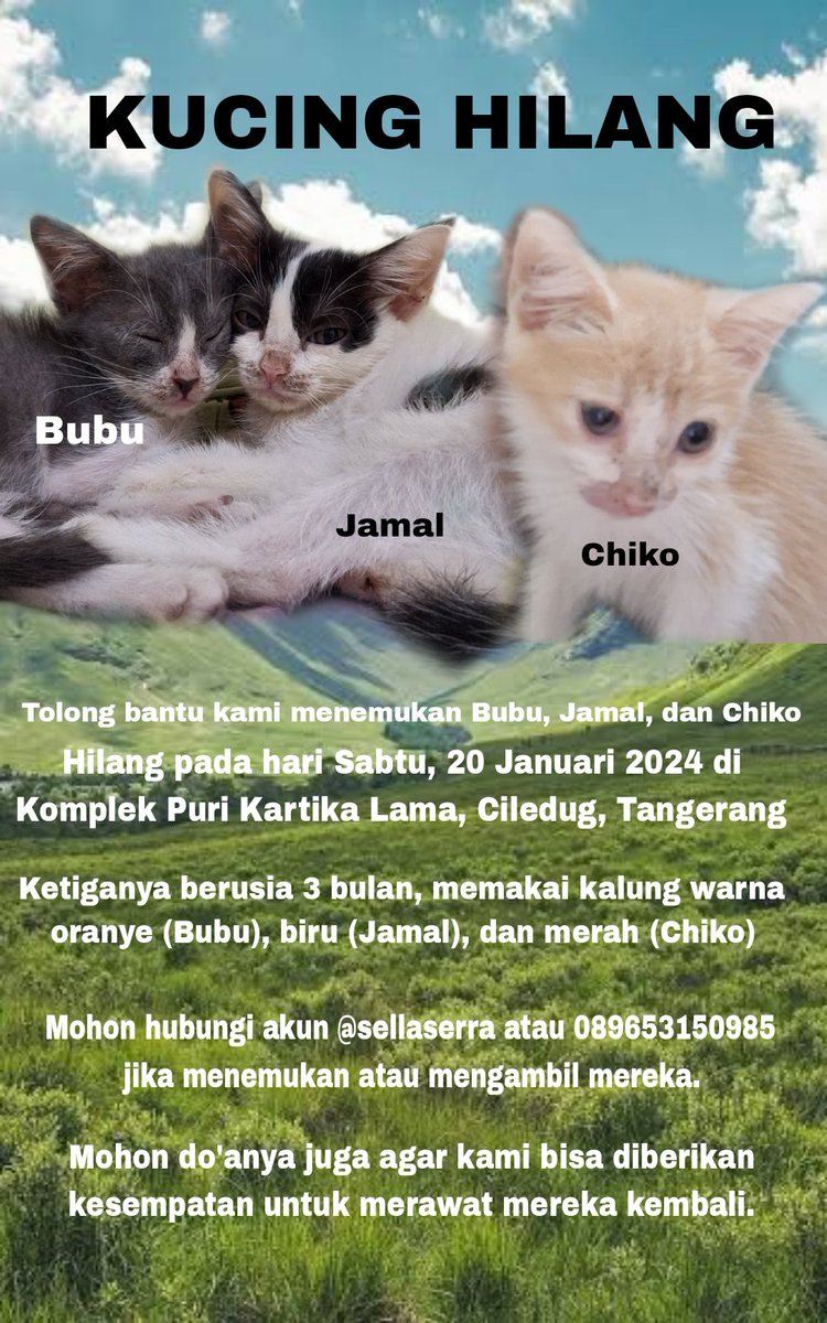 ((Tolong bantu RT 🙏🏼)) Ketiga anak kucing saya yang baru berusia 3 bulan hilang pada hari Sabtu, 20 Januari 2024 di Komplek Puri Kartika Lama, Ciledug, Tangerang. Kalau ada yang melihat atau mengambilnya bisa hubungi saya di akun ini atau nomor hp yang tertera.