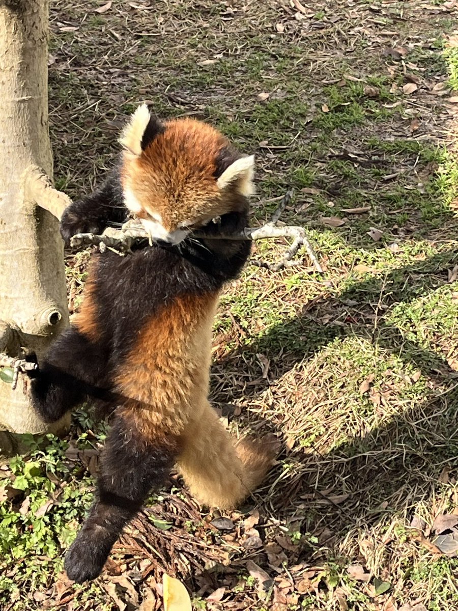 西山の面白パンダたち 1.レイファ 看板に手を伸ばそうとしている… 2.カイト 横向きで柵に張りついている… 3.たいよう 前脚が屋根からはみ出したまま静止… 4.モッチー 枝にまとわりつき、足が地面から離れる… #レッサーパンダ #西山動物園 #レイファ #カイト #たいよう #モッチー