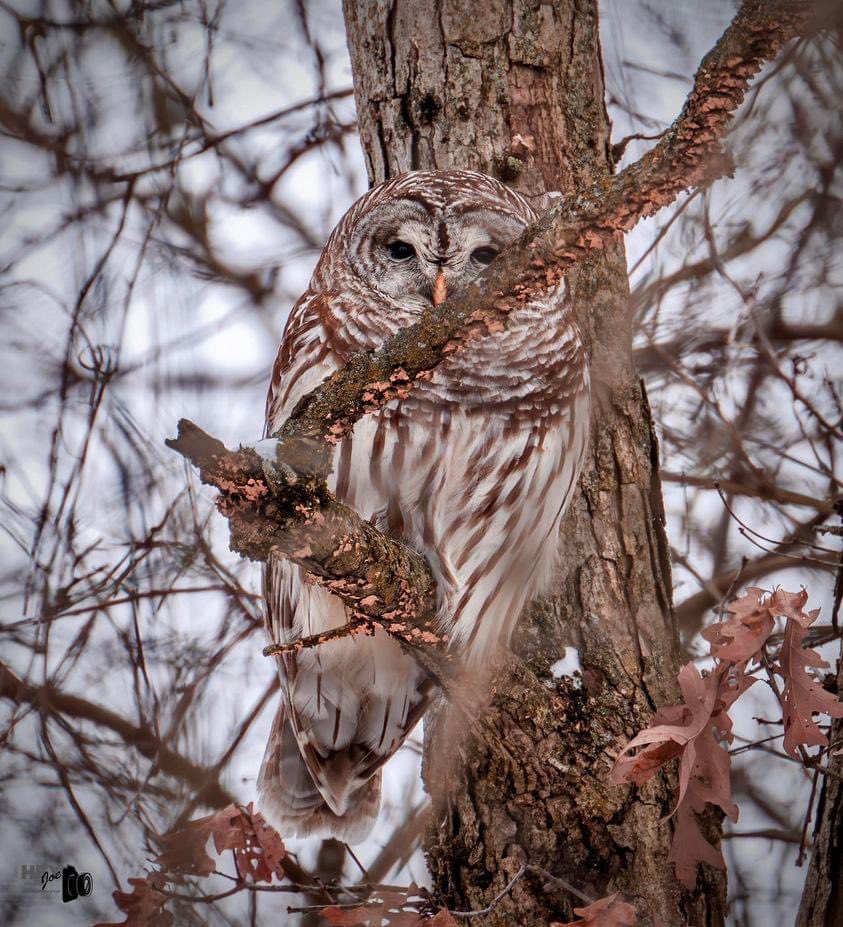 Barred owl. (Photo courtesy of Joe Viola) #NaturePhotography #owls