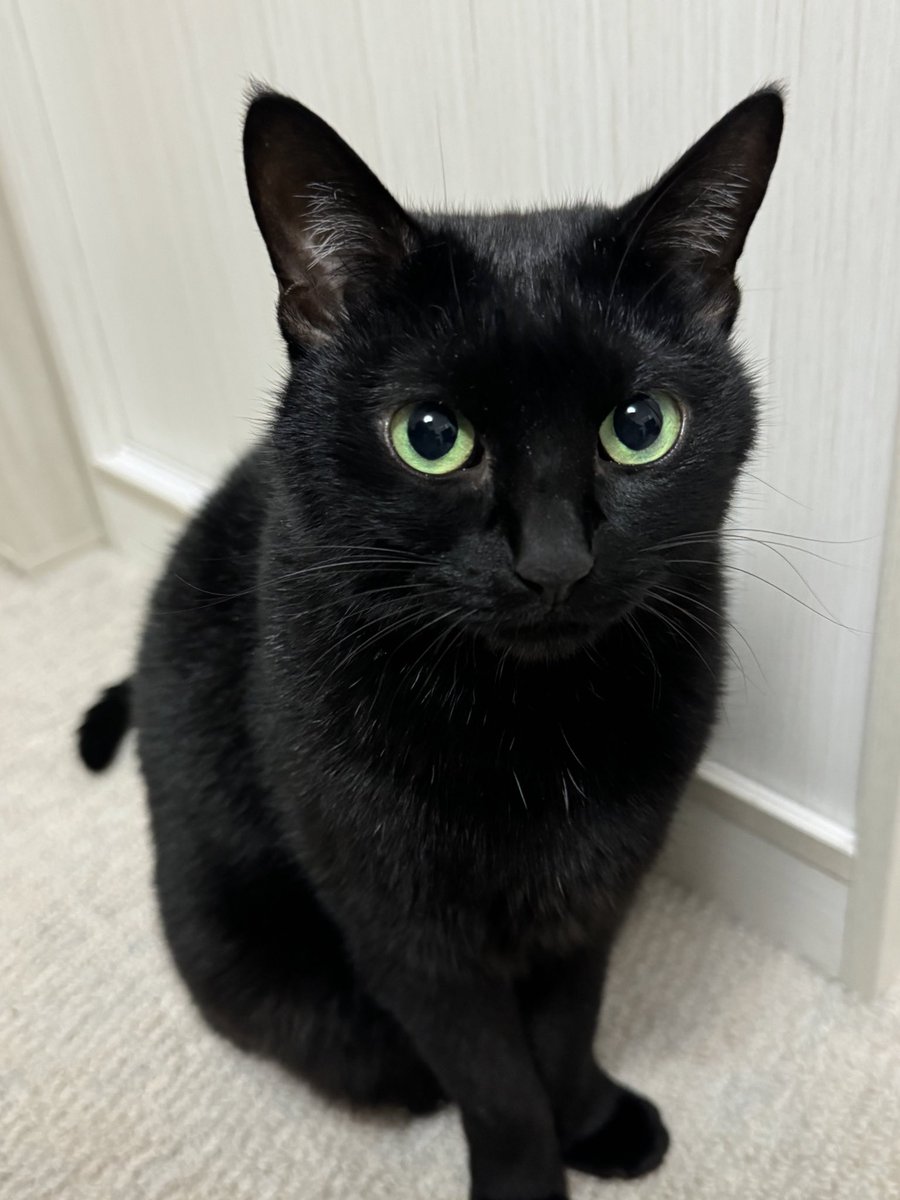 のあ、美人ー🐈‍⬛💕

#のあせなもな
#猫がいる暮らし