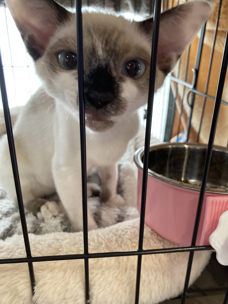 HoGoNeKo_MaRo's tweet photo. 爆睡する子供👼🏻
子猫は環境適応力が高いですね〜

#保護猫
#みなとねこ
#里親様募集 https://t.co/6GyvUbQN3m