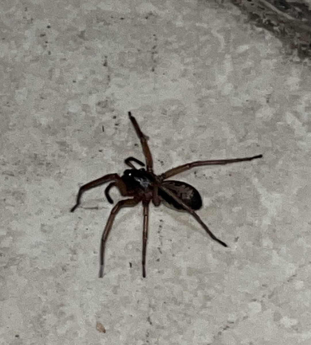 joseperaltaa2's tweet photo. @Arachno_Cosas holaaaa! Oie, me ayudas identificar esta bichota?
Buenas noches https://t.co/SljEuMvraN