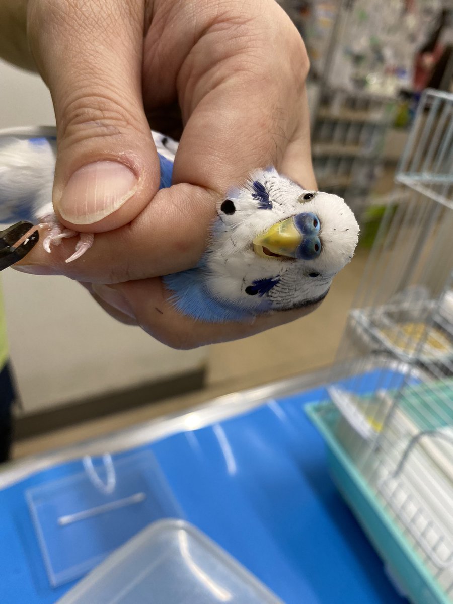piquyo51's tweet photo. 【検査に反撃するインコさんがかわいい】#コザクラインコ #インコ #動物病院 #ramec #エキゾチックアニマル #愛玩動物看護師 #獣医 https://t.co/Ersvm2DWZC @YouTubeより
心和む動画です。ご覧あれ❗️
ちなみに,ぴーく🐦も病院の爪切りで反撃💢
#琉球動物医療センター #迷子インコ #拡散 https://t.co/SzPmi2wUAK