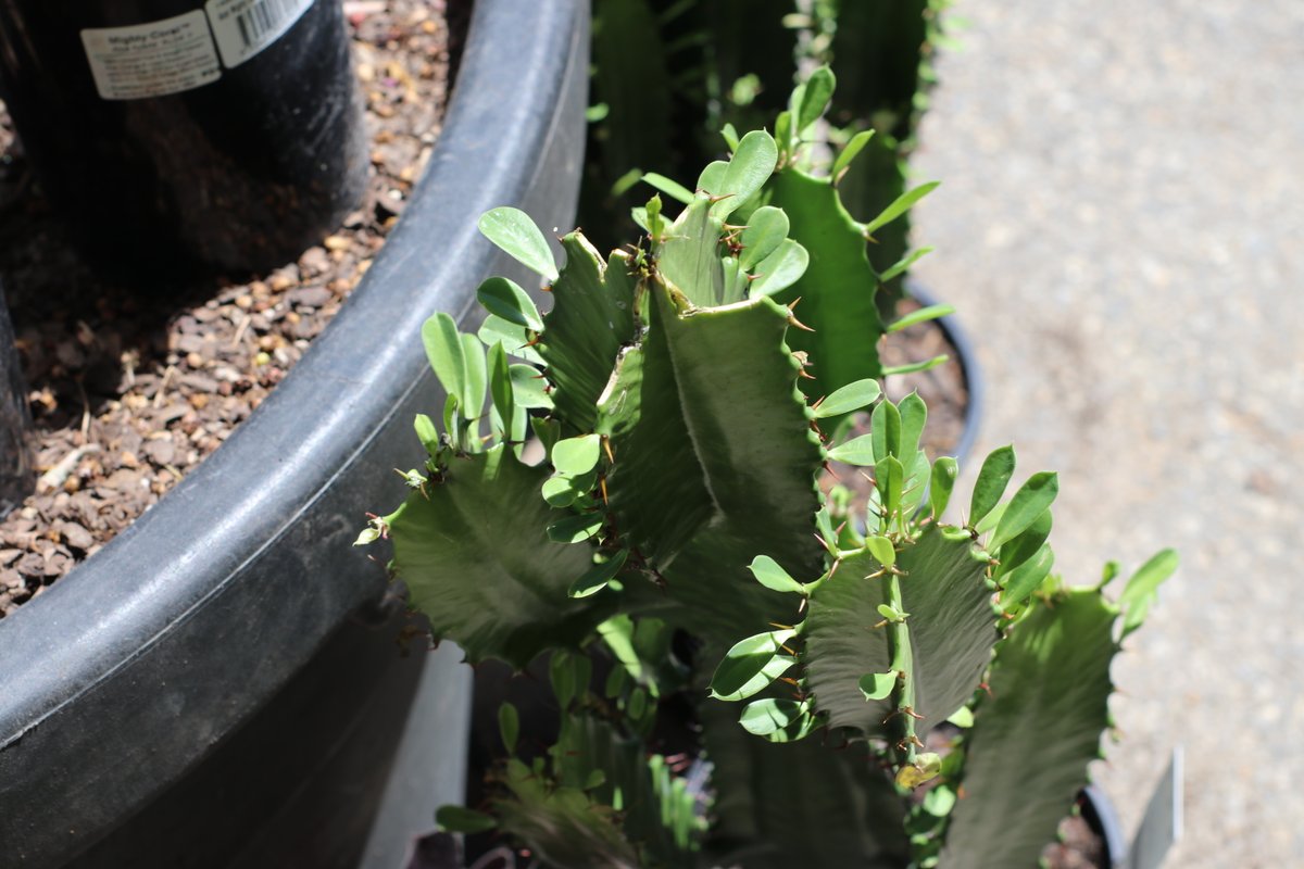 _wpp_'s tweet photo. Today's weather is a bit of a prick isn't it?

We have cold water, AC and a place to sit in the cool if you need, stay safe during the extreme heat this week and remember to wear sun protection.

#wholesaleplantsandproducts #outdoorplants #newstockdaily #floristsofadelaide... https://t.co/GOKF8hV4Vt