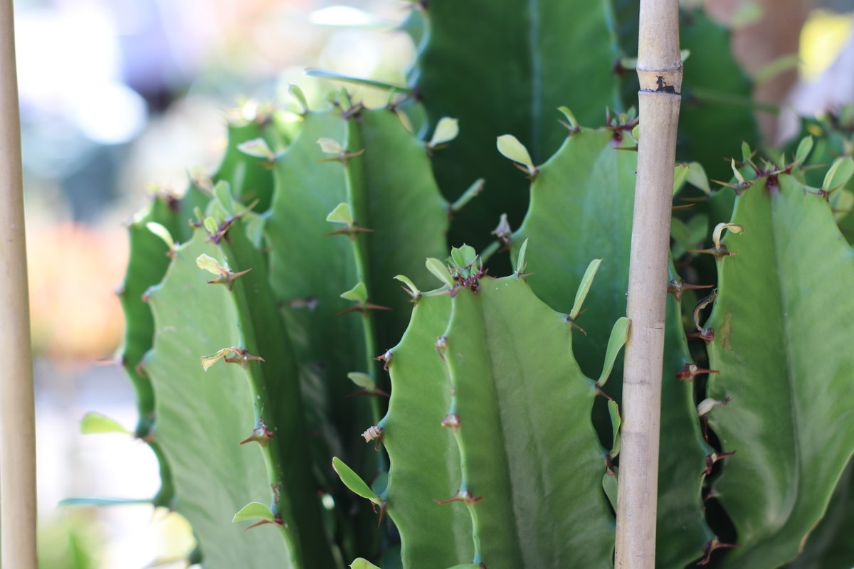 _wpp_'s tweet photo. Today's weather is a bit of a prick isn't it?

We have cold water, AC and a place to sit in the cool if you need, stay safe during the extreme heat this week and remember to wear sun protection.

#wholesaleplantsandproducts #outdoorplants #newstockdaily #floristsofadelaide... https://t.co/GOKF8hV4Vt