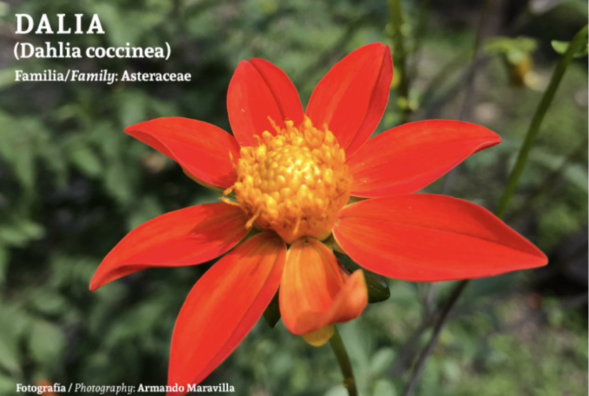 localmx_'s tweet photo. #FloraLocal La dalia es la flor representativa de México, y en la ciudad la dhalia coccinea florece en las reservas ecológicas como el Pedregal. https://t.co/RIkkKSStia https://t.co/s3cqsAdBfm