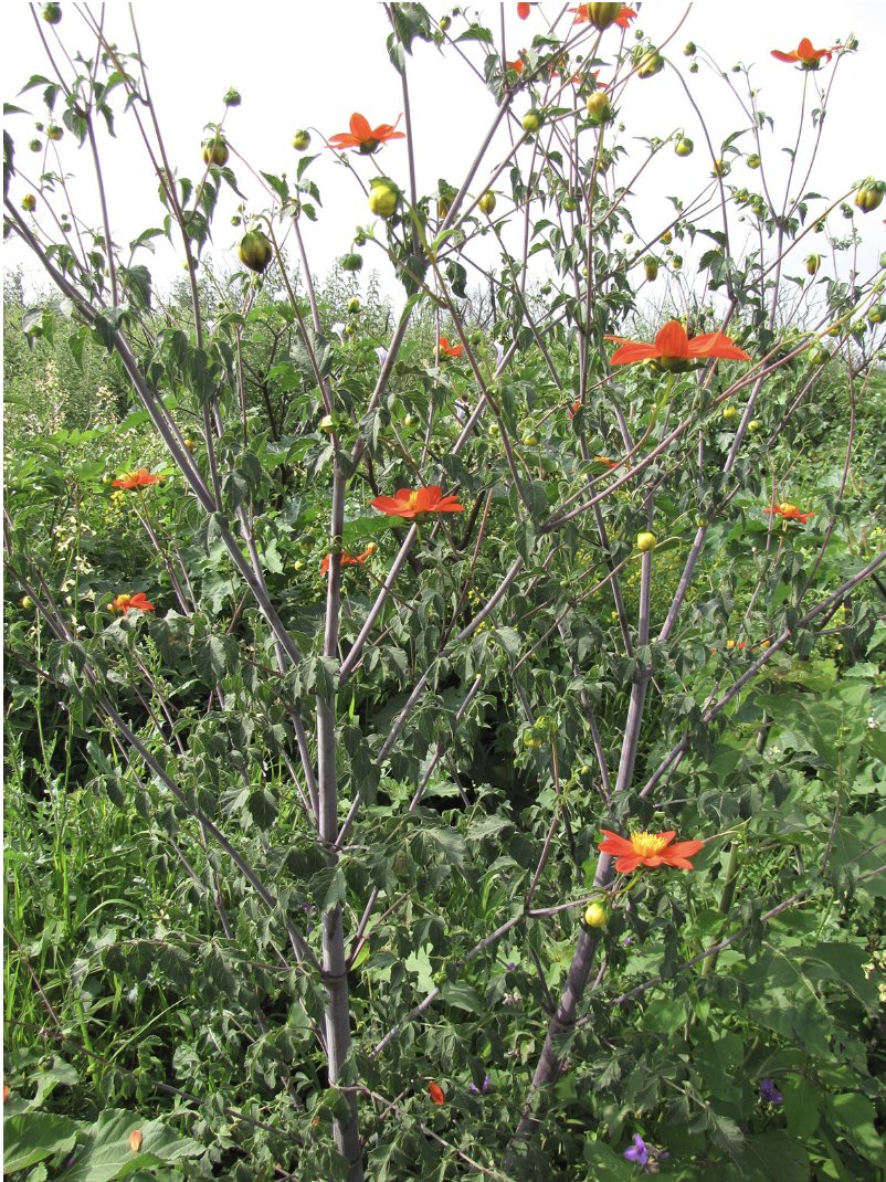 localmx_'s tweet photo. #FloraLocal La dalia es la flor representativa de México, y en la ciudad la dhalia coccinea florece en las reservas ecológicas como el Pedregal. https://t.co/RIkkKSStia https://t.co/s3cqsAdBfm