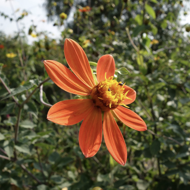 localmx_'s tweet photo. #FloraLocal La dalia es la flor representativa de México, y en la ciudad la dhalia coccinea florece en las reservas ecológicas como el Pedregal. https://t.co/RIkkKSStia https://t.co/s3cqsAdBfm