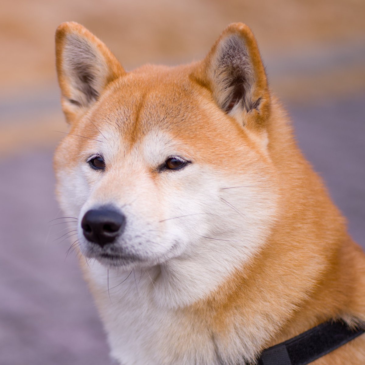 katt87's tweet image. #柴犬　#85mm
Contax Zeiss Planar 85mm T* F1.4 (1975)