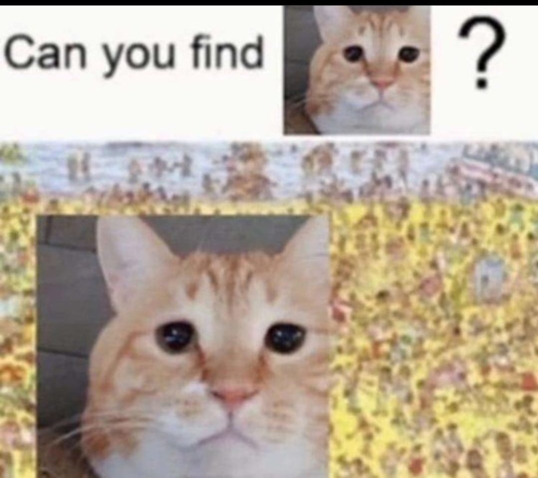 Catsillyness's tweet photo. can you? https://t.co/I7tzUugmyx