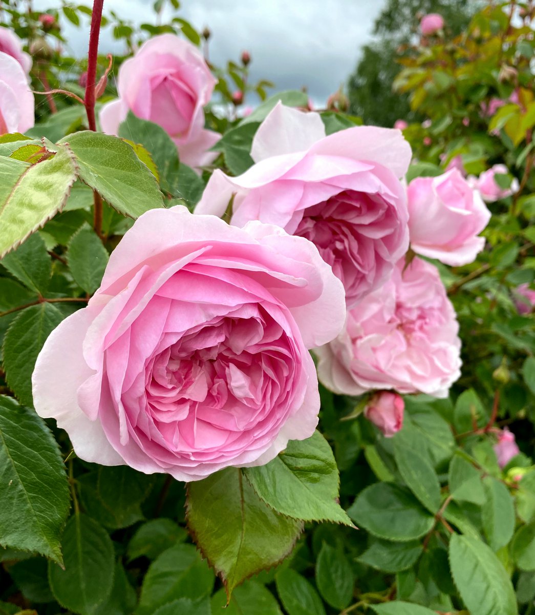 Brighten up your garden with potted roses, the perfect addition for flower enthusiasts and garden lovers alike. Shop now and enjoy the beauty and fragrance of these timeless blooms. 
Princess Charlene of Monaco, Wollerton Old Hall, and Olivia Rose Austin.
#PottedRoses #Garderlove