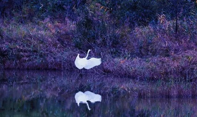 ExploreGansu's tweet photo. 😮🌿A sight to behold! 🐦🌊The picturesque landscape of Heshui county in Qingyang, #Gansu province, was recently graced by the arrival of migratory birds on their journey. #NatureWonder #MigratoryBirds #CharmingGansu #GansuGlance https://t.co/E84OXC8qYY