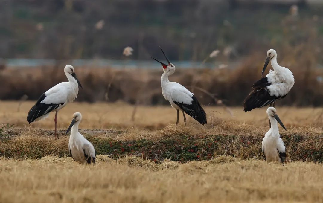 ExploreGansu's tweet photo. 😮🌿A sight to behold! 🐦🌊The picturesque landscape of Heshui county in Qingyang, #Gansu province, was recently graced by the arrival of migratory birds on their journey. #NatureWonder #MigratoryBirds #CharmingGansu #GansuGlance https://t.co/E84OXC8qYY