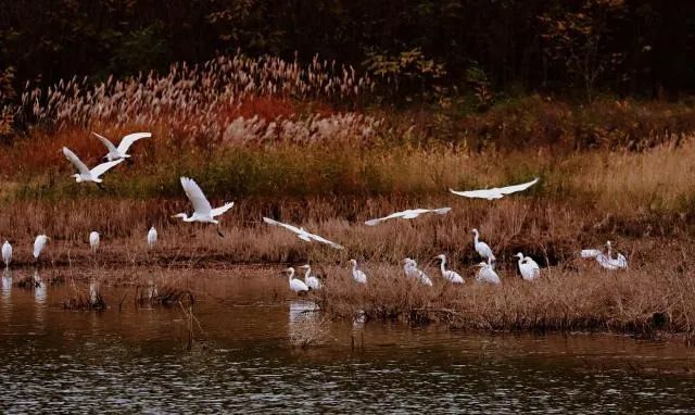 ExploreGansu's tweet photo. 😮🌿A sight to behold! 🐦🌊The picturesque landscape of Heshui county in Qingyang, #Gansu province, was recently graced by the arrival of migratory birds on their journey. #NatureWonder #MigratoryBirds #CharmingGansu #GansuGlance https://t.co/E84OXC8qYY