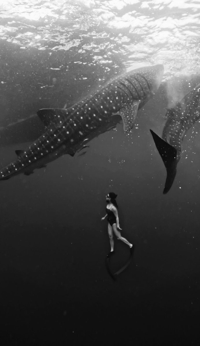 CindyLauw's tweet photo. Agak kurang beruntung karna cuma ketemu dua. Biasanya di sini whale sharks nya bisa limaaaaa 😱

📍 Sumbawa 🐋 https://t.co/au0W8SwHDT