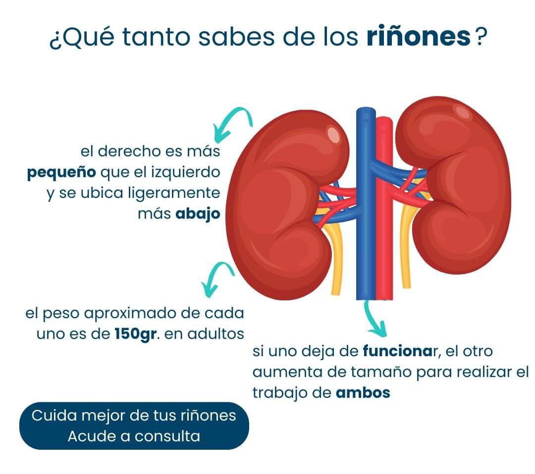 clinaliciaare's tweet photo. Prioriza la salud renal: 
🔹️Bebe suficiente agua.
🔹Limita el consumo de sodio.
🔹Mantén una dieta equilibrada.
🔹Controla la presión arterial.
🔹Evita el exceso de medicamentos antiinflamatorios. 

El cuidado diario de tus riñones es esencial para un estilo de vida saludable. https://t.co/eF84SJILaQ