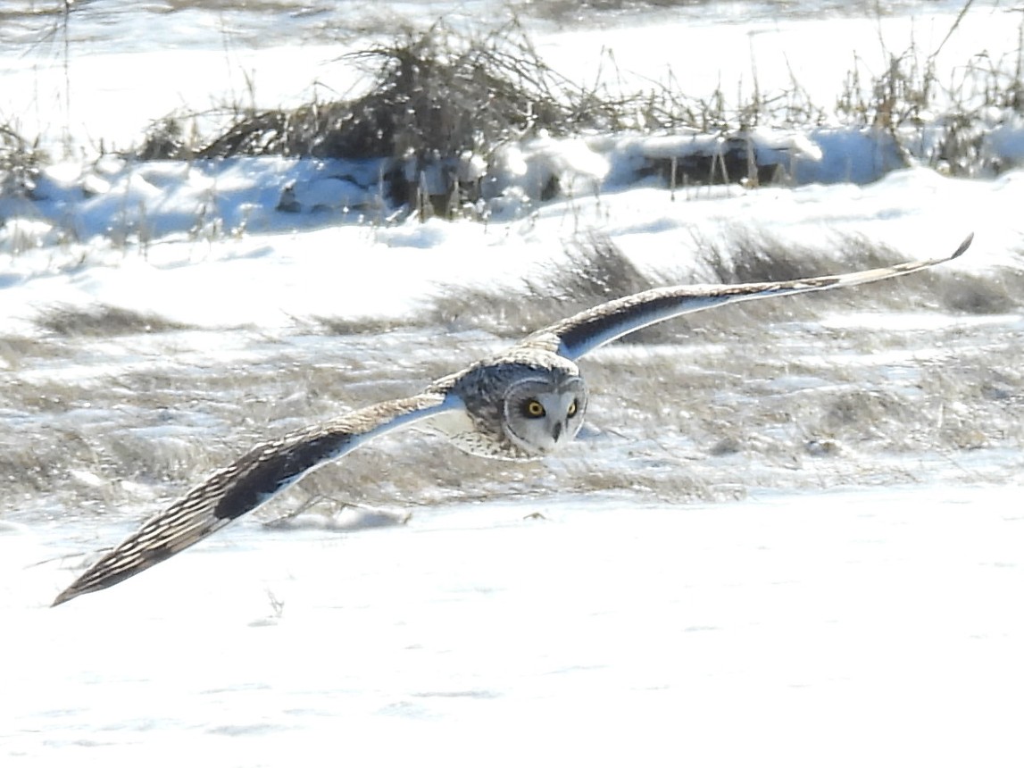 Not completely unhappy with this Short-eared Owl photo set. Taken on @DuxburyBeachRes while heading out to track down Red Knot HE* for @ManometCenter