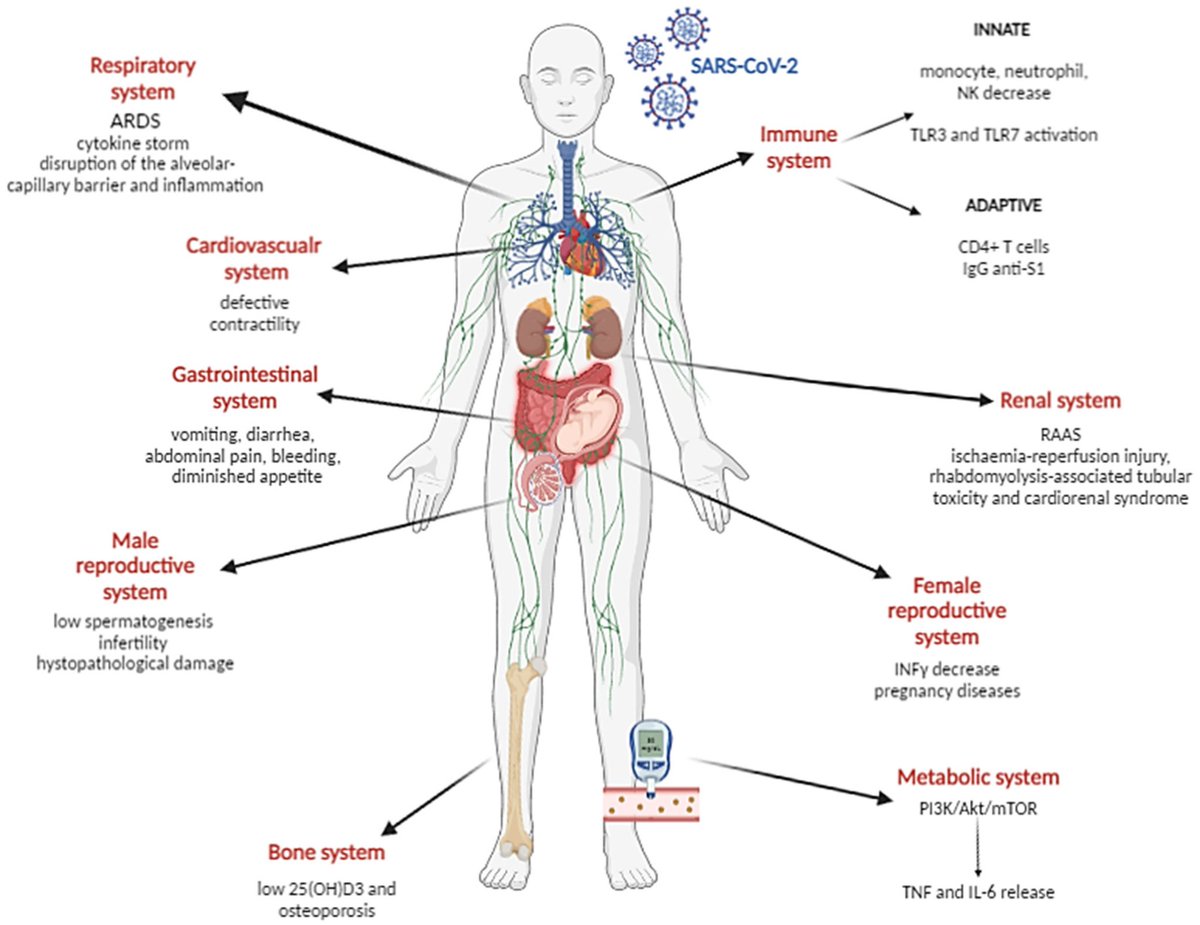 3) 'SARS-CoV-2 Systemic Effects: New Clues' mdpi.com/2076-2607/11/5…