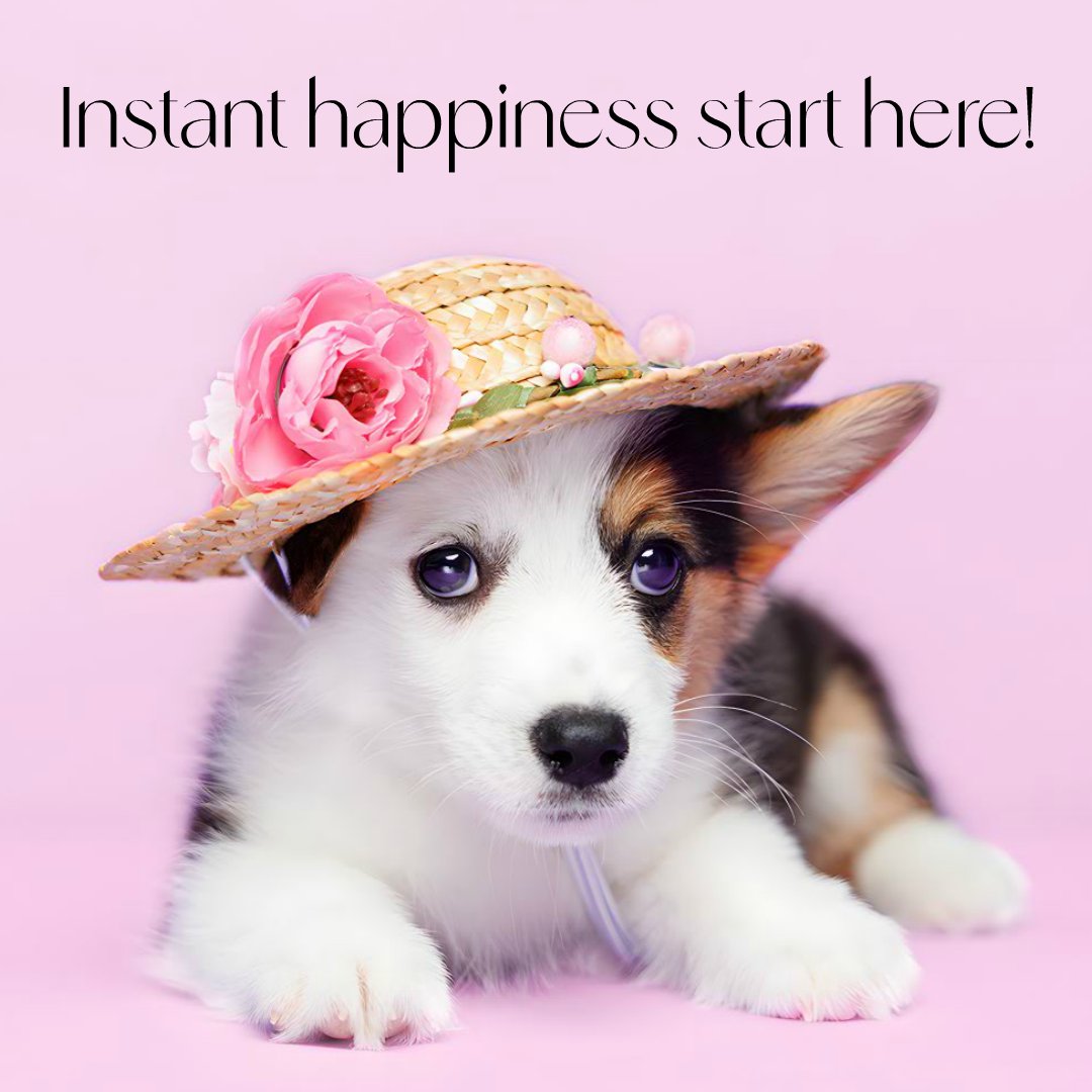 Instant happiness starts here!🐶♥

Visit Our Website: 954puppies.com

Permit Number U19-217351  HA:)

#PuppiesForSaleInMiami #PuppiesToBuyInMiami #Puppies #BabyDogsInMiami #MiamiPups