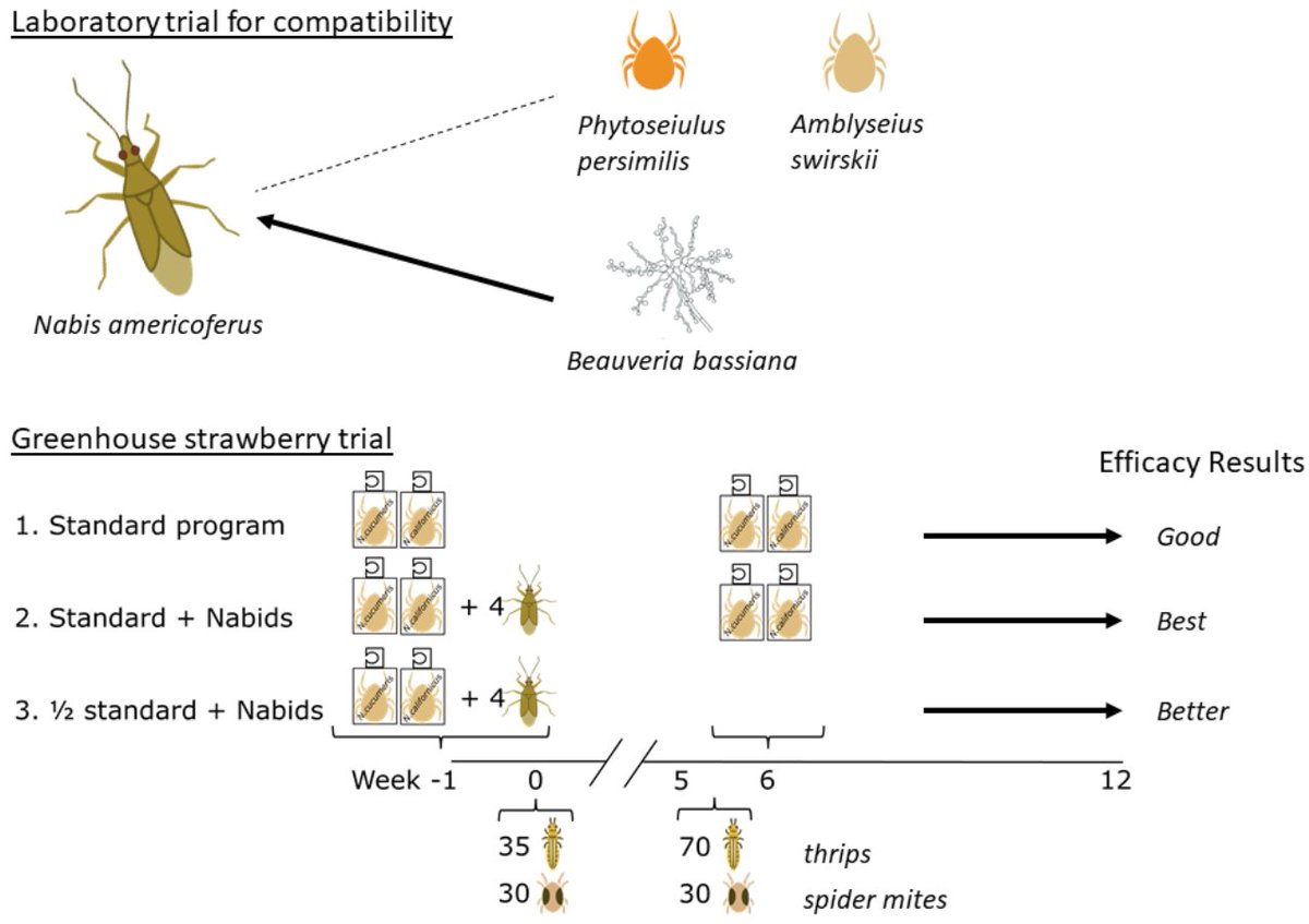 Insects_MDPI's tweet photo. #mdpi_insects Welcome to read the published paper from Taro Saito and Rosemarije Buitenhuis. A new study on the compatibility and efficacy of a new #predator in a #biocontrol program for greenhouse #strawberry

https://t.co/km5Ctl3hEQ
#thrip #predatorymite #entomopathogenicfungi https://t.co/hWMgKHjIn2