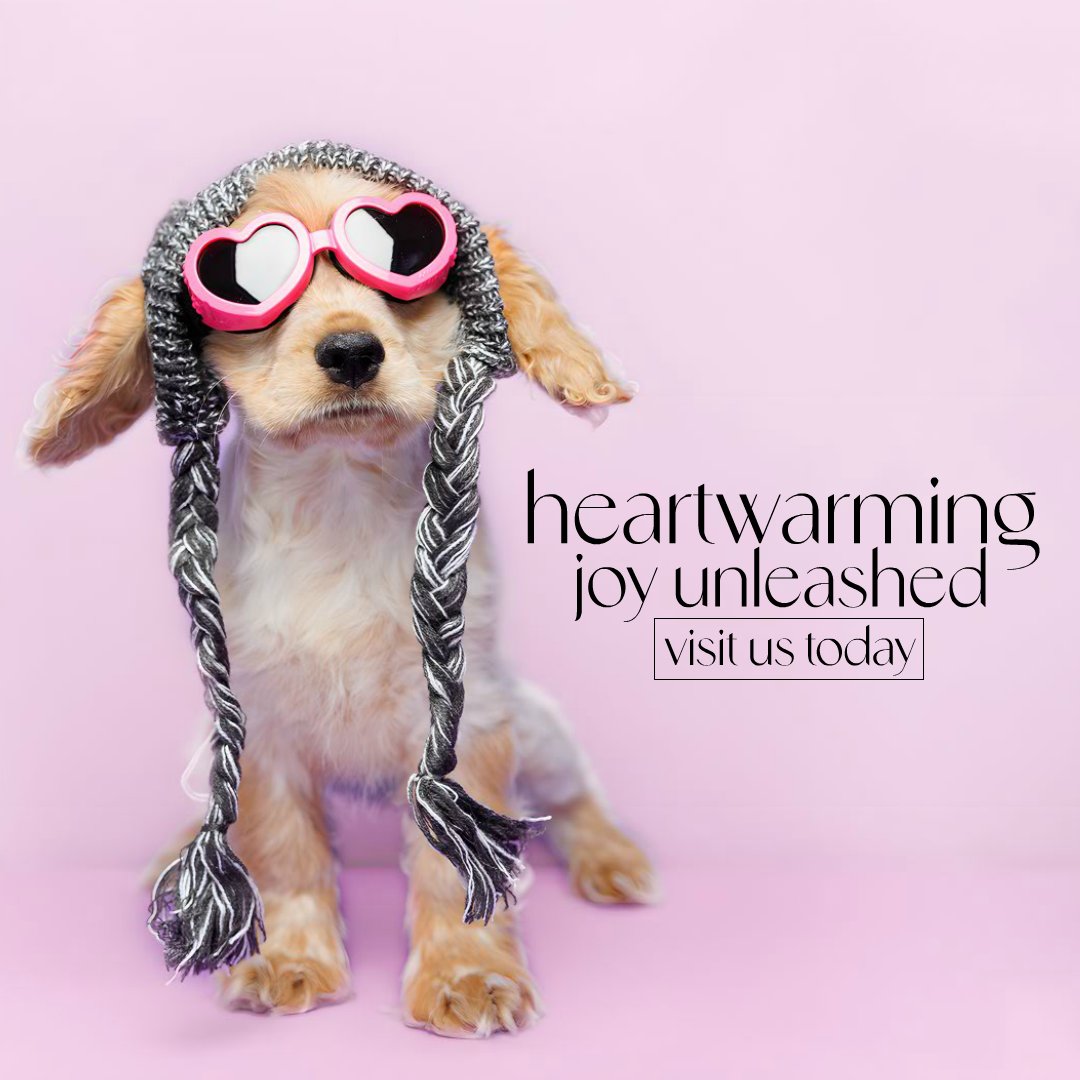 Heartwarming joy unleashed visit us today🐶♥

Visit Our Website: 954puppies.com

Permit Number U19-217351  HA:)

#PuppiesForSaleInMiami #PuppiesToBuyInMiami #Puppies #BabyDogsInMiami #MiamiPups