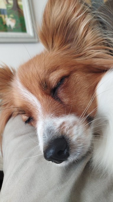 人の腹の上ですやすや上手いねえ 