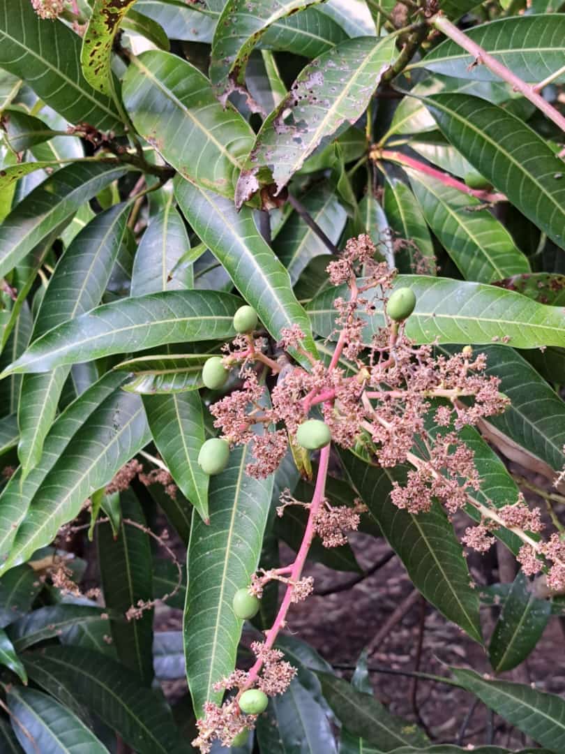 Chiragkapuriya's tweet image. કેસર😍 #MangoFarm #Gir