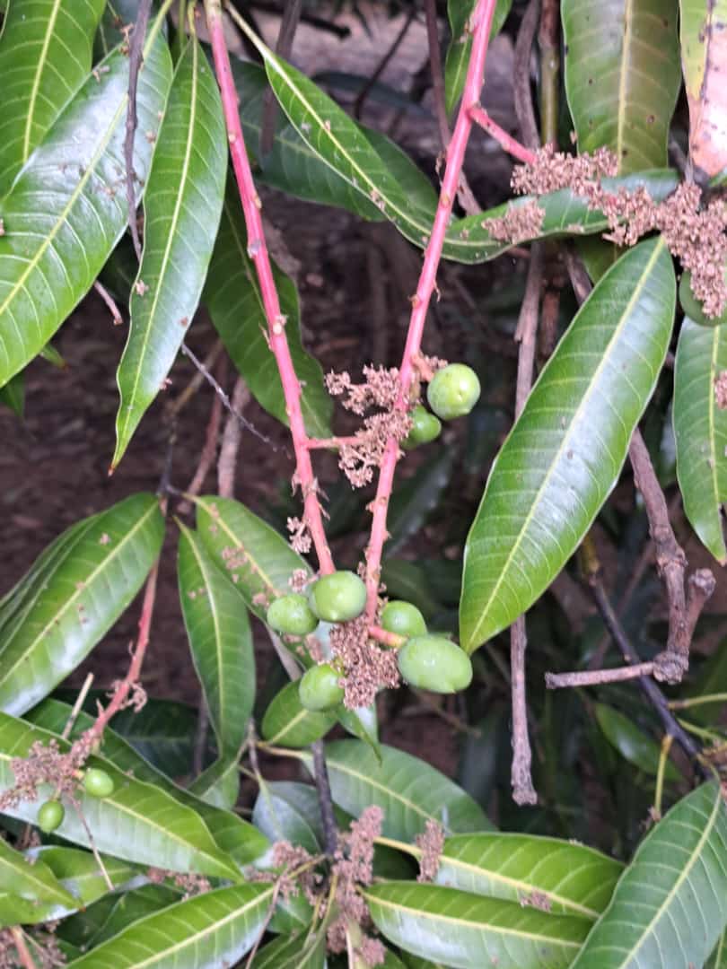 Chiragkapuriya's tweet image. કેસર😍 #MangoFarm #Gir