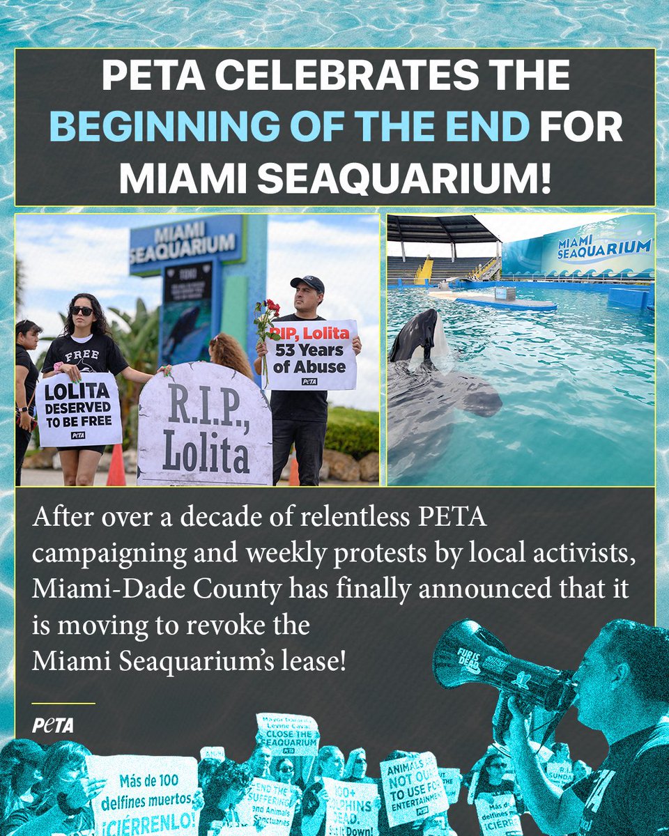 @EuKarolyi BREAKING: After a years-long PETA campaign, Miami-Dade County officials announced plans to terminate @MiamiSeaquarium’s lease! 👏🐳
 
Thank YOU for joining us in speaking out for dolphins, orcas, manatees & other animals! peta.vg/3tho