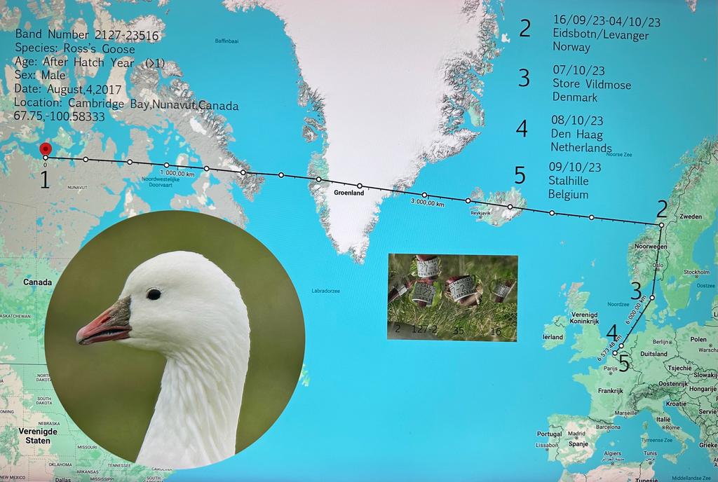 Apparently Filip De Ruwe succeeded in readably photographing the code (see insert) of the Canadian-ringed Ross Goose wintering in Belgium with its partner(?). Someone kindly forwarded me the collage he made with the information he obtained from the ringers.