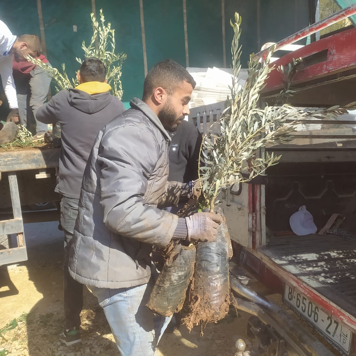 Some photos of olive trees' distribution among farmers in Dura and Yatta villages, Hebron area - January 2024