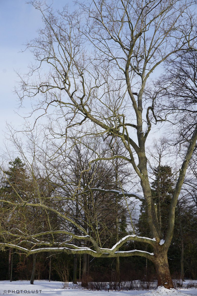 #Farbe #Colour #Farbfoto
#Colourphoto #Farbfotografie
#Colourphotography
#Winter #Schnee
#SonyAlpha 6000

#TreeTuesday

#Baum im #GrosserGarten zu #Dresden.
#Tree in the #GreatGarden of Dresden.

Hello Twitter friends. Have a nice day.