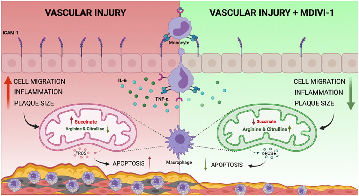 Treatment with Mdivi-1 inhibits post-vascular injury neointimal hyperplasia by metabolic reprogramming macrophages towards an anti-inflammatory phenotype 🔗atherosclerosis-journal.com/article/S0021-… @BernhagenLab @society_eas @ELS_Cardiology #CvPrev