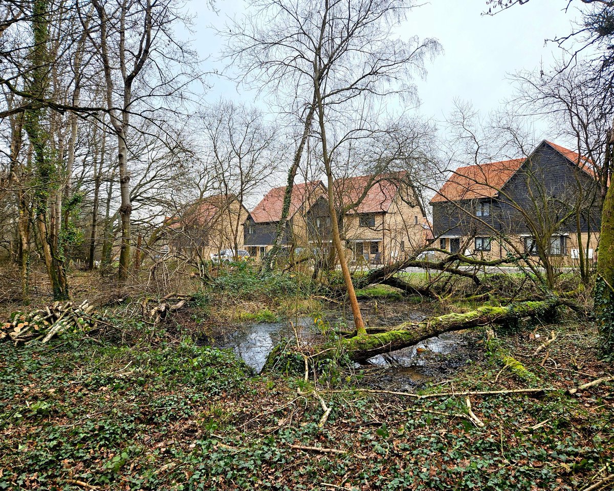 If you go down to the woods today, you'll find M:P coppicing Hazel.

As part of the local developments' habitat mitigation plan, we're working to help safeguard & boost Hazel Dormice numbers in the ancient woodlands around Whiteley with coppicing, hedgelaying & restocking.