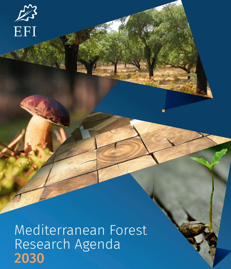 Let's kick off the new year by learning more about #bioeconomy, a key theme of the Mediterranean Forest Research Agenda 2030!

Follow us over the next weeks to discover more about the #Mediterranean forest-based bioeconomy 🌿💚

Look into the #MFRA2030 🔎 doi.org/10.36333/rs5
