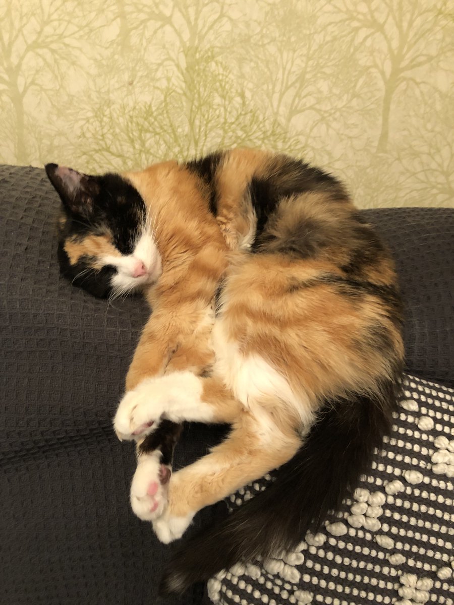 I’m very comfortable, thank you I’m not slipping off the cushion happy Tuesday, friends i’m on radiator watch today. Mum is out for a few hours looking for. Our fishmonger. The one in the village closed down she says they are going mobile Delivery for Elizabeth