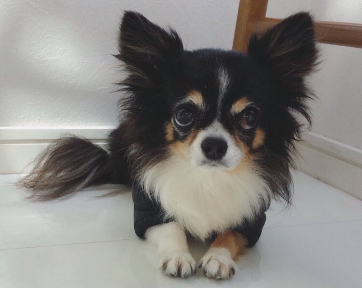 ふぃーーーーくんおじいちゃん🐶

本日15歳のお誕生日です🎊🎂👏
子育てに協力的なふぃーくん大好き🩷

長生きしてね🐾大好き大好き💕

写真は若かりしイケメンの頃の。
↓