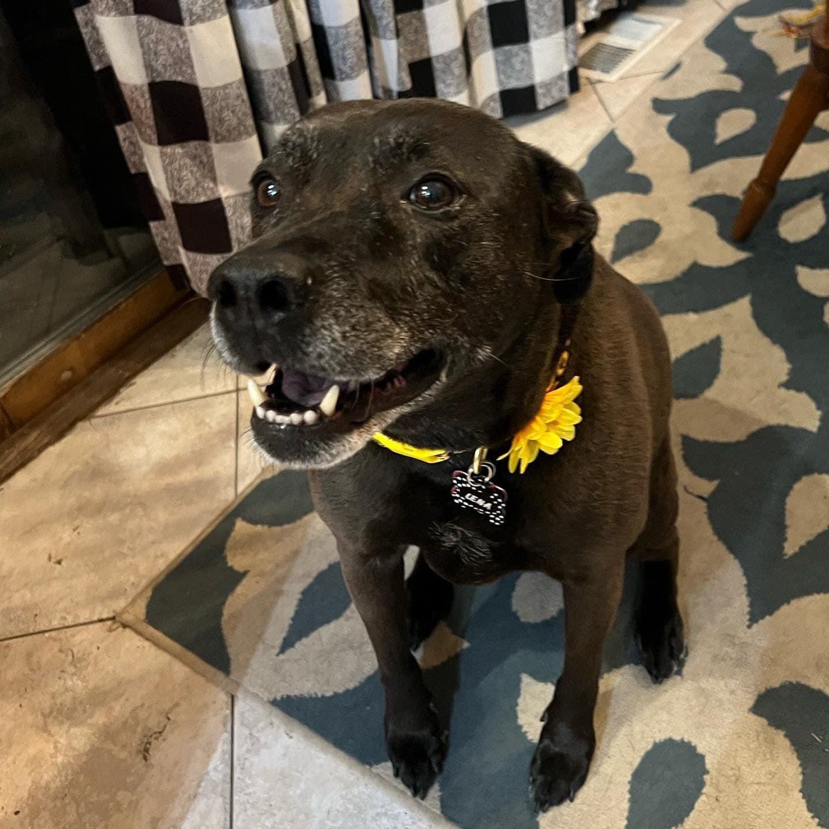 Rest easy sweet Lena 💔 we adopted you - a puppy left at an adoption event at 3 in the afternoon. Mid fertility cycle, all hormones &amp; tears. I couldn’t accept that no one wanted you, so home with us you came. Thank you for the joy you brought us for the past 10 years🐾