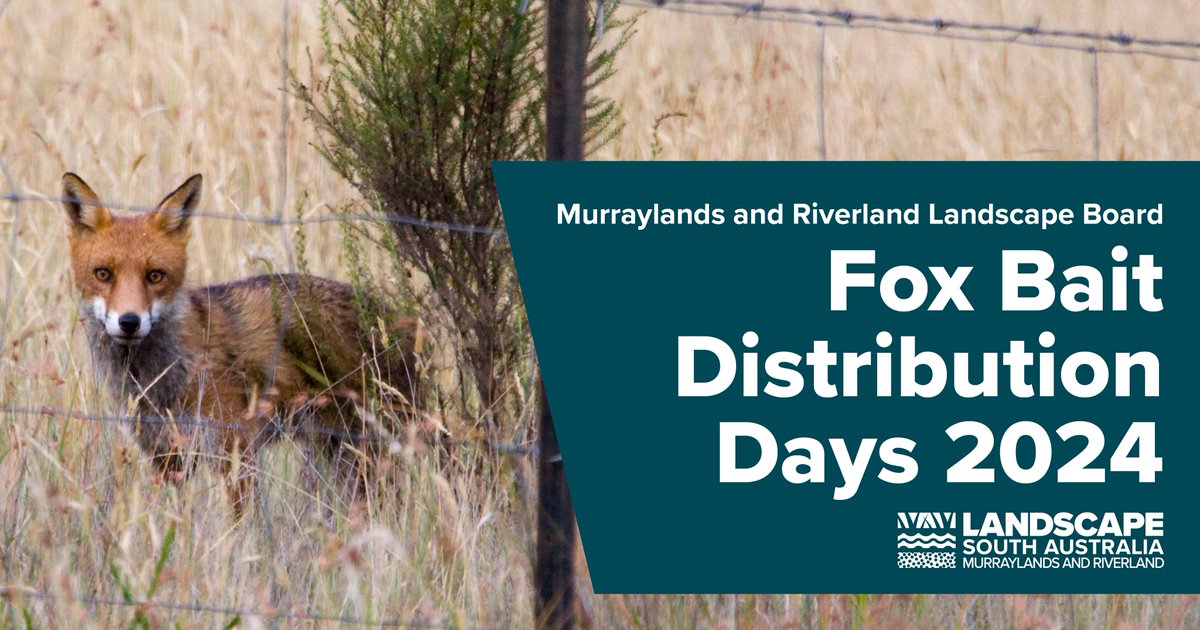 Managing the impact of foxes on the local landscape is most successful when neighbours coordinate baiting efforts at the same time. To assist landholders to manage foxes, we're offering discounted fox baits to landholders in the Murraylands. Get more info: landscape.sa.gov.au/mr/news/discou…