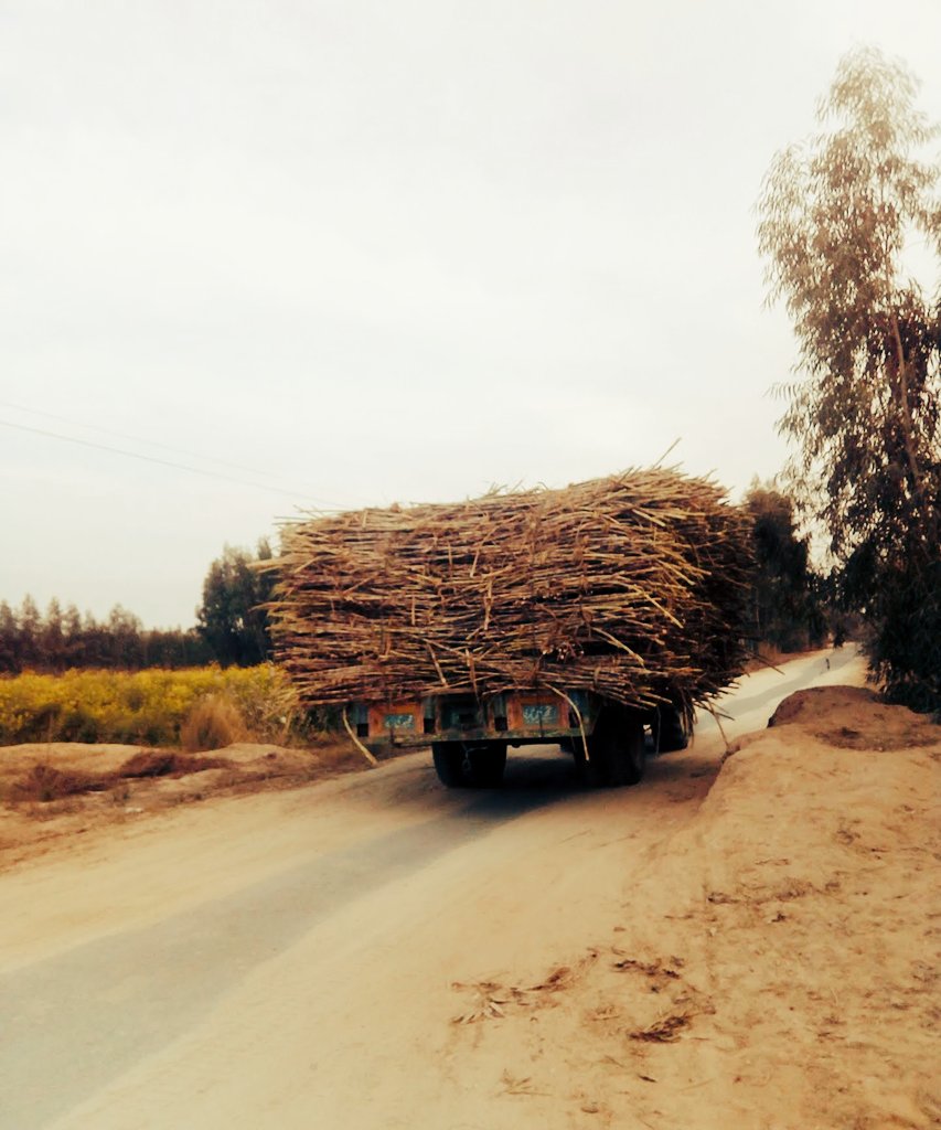 AsifSaleemRK's tweet image. تـوں صبـح دی پاک ہـوا ورگـا
سـاڈے پنـڈ نُـوں جانـدی راہ ورگـا...🌻

السلامُ علیکم 🥀
صبـح بخـیر X واسـیو... 🌷
#Villagevibes