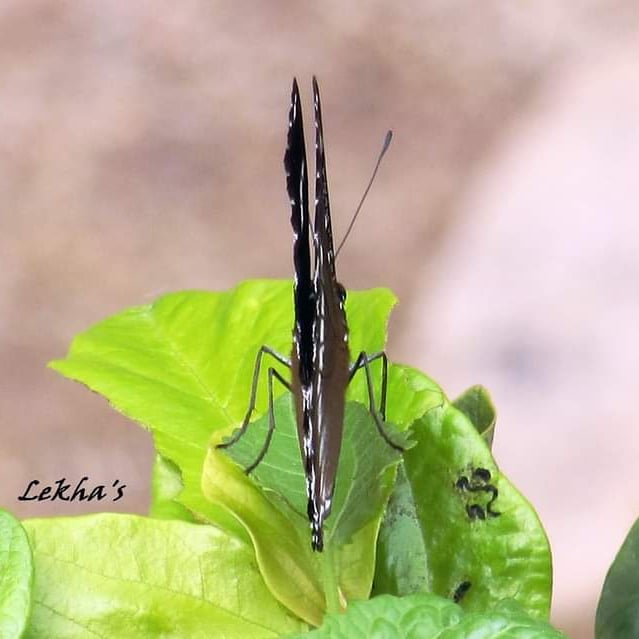 Hypolimnas anomala. #TitliTuesday #insects #indiaves #nature #beautiful #natgeo #TuesdayMotivaton #NaturePhotography #wildlife #twitternaturephotography #BBCWildlifePOTD #TwitterNatureCommunity @ThePhotoHour