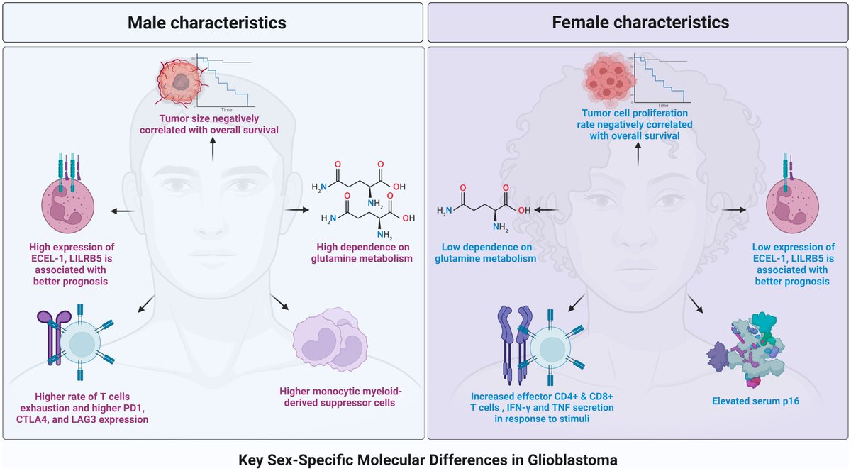Checkout our latest manuscript in which we describe the current understanding of the sex-dependent differences that affect GBM patients’ therapeutic susceptibility and overall survival. @pascalzinn @HameedFarrukh frontiersin.org/journals/oncol…