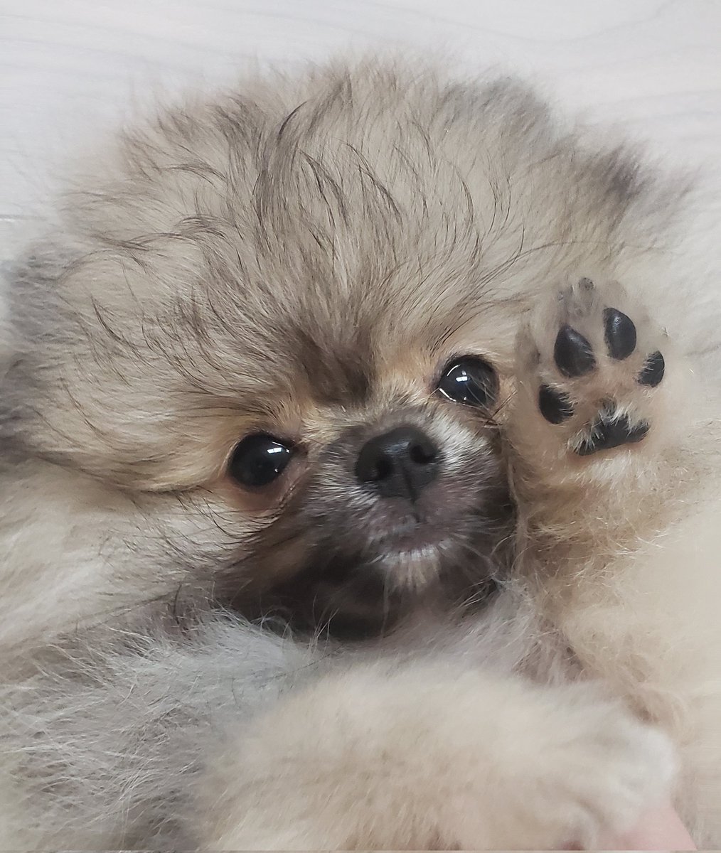 pome_boss0519's tweet image. 可愛い肉球を見せてくれる子犬ボス