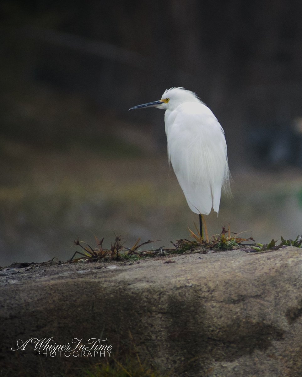AWhisperInTime's tweet photo. Hoping I see this beauty again but with a longer lens. Quite a sight on a misty morning.
#NatureIsBeautiful #Nature #FallinLoveWithNature #LearnToLoveNature #ExploreNature #ExploreTheWorld #NatureLover #EmbraceNature #MotherNature
#EnjoyNature #EnjoyTheOutdoors
#Hiking #Hikingtrails #HitTheTrail
#Photoging #NaturePhotography #Photography #Photographer #XNaturePhotography
#XNatureCommunity #DelRio #Texas
#Happiness #Peace #GypsySoul
#SnowyEgret