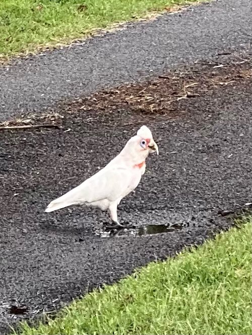 These photos are just some of the remarkable native species I come across in the Hawkesbury. Including a cheeky possum that visits me.
I’ll be leaving a bowl of water out in the coming hot days and nights.