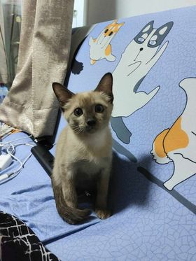 🏠หาบ้านให้น้องแมว🏠
หาบ้านให้น้องแมวหลงมาค่ะ
น้องเพศเมีย
อายุ 3-4 เดือน
ใช้กะบะทรายเป็น กินอาหารเม็ดเก่ง
พิกัด พระราม2 รพ.บางมด
ติดต่อ 098-0962680 อ้อม