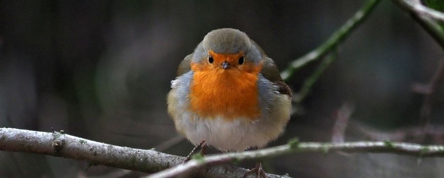 Op 26, 27 &amp; 28 januari is de Nationale Tuinvogeltelling van Vogelbescherming dlvr.it/T1lK2g