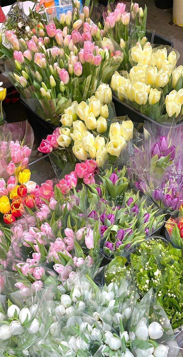 adirnaaa's tweet photo. tulip emg seindah ini🌷 https://t.co/lDkZSn79F1